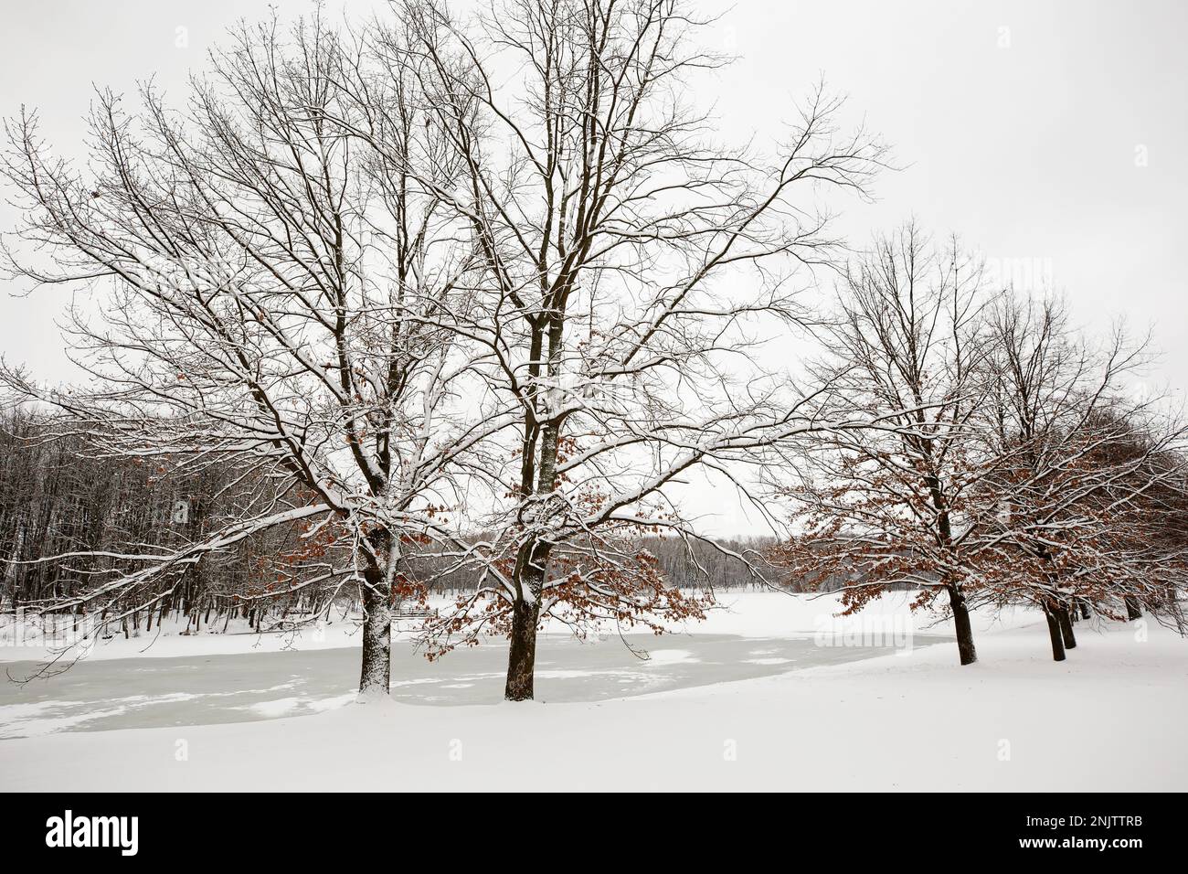 Frisch gefallener Schnee zu Beginn des Winters in einem Stadtpark, schwarze Bäume auf weißem Hintergrund. Stockfoto