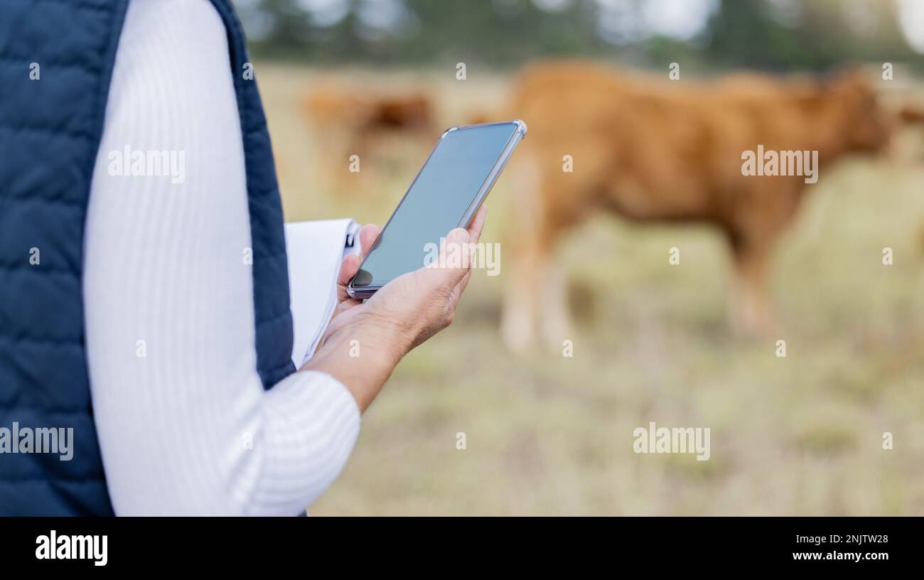 Hände, Telefon oder Tierarzt auf dem Hof, um das Wohlbefinden der Viehbestände oder die natürliche Umgebung der Tiere zu überprüfen. Website, Internetdaten oder Person, die Nachrichten liest Stockfoto