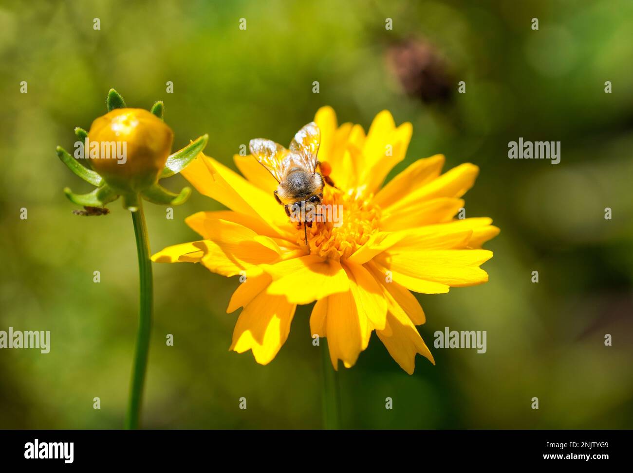 Wilde Biene auf einem gelben Aster. Nahaufnahme von Insektennektar. Stockfoto