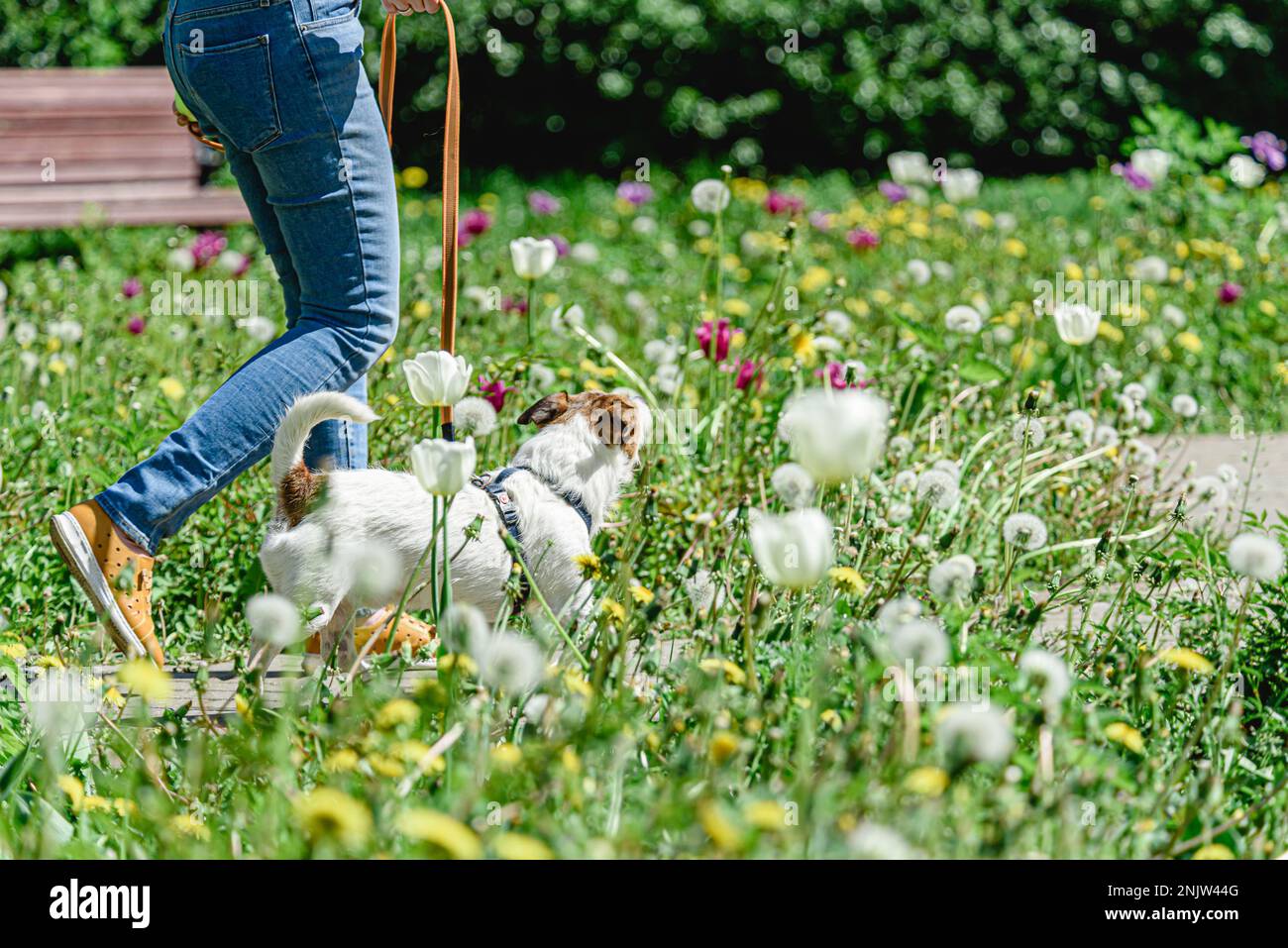 Frau, die mit Hund an der Leine zwischen blühenden Tulpenblüten am hellen Frühlingstag spaziert Stockfoto