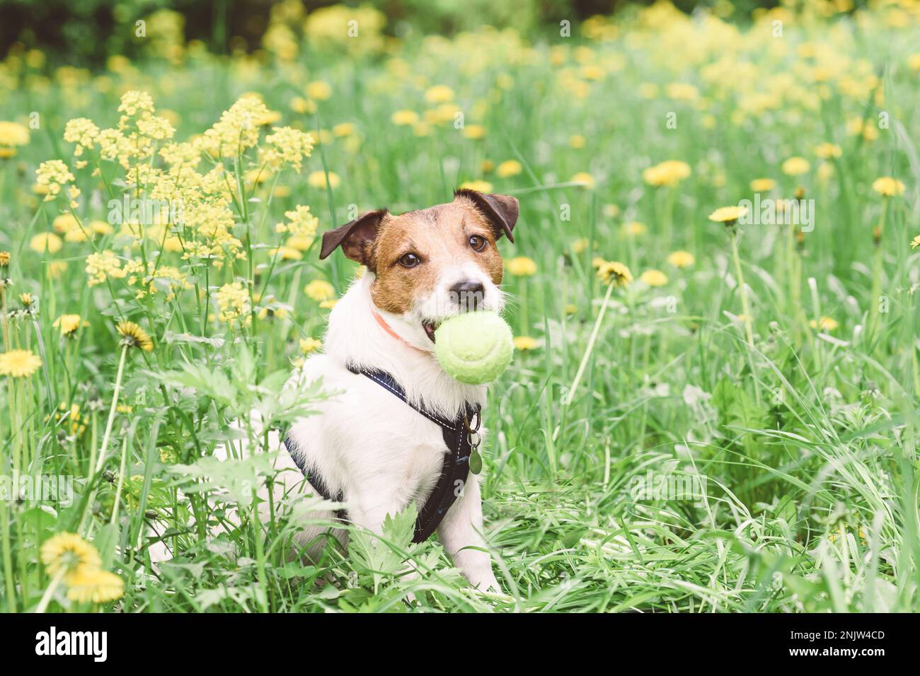 Hund trägt einen Anti-Zecken-Kragen und läuft sicher zwischen Frühlingsblumen in hohem Gras. Stockfoto