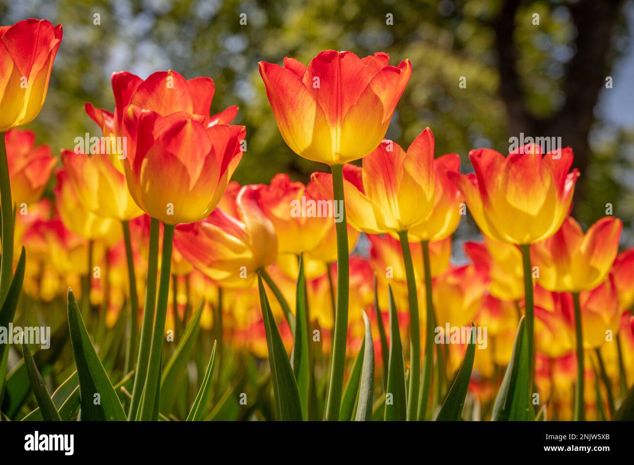 Tulpenblüte an sonnigen Tagen. Eine Gruppe roter und gelber Tulpen, die im Frühling mit grünen Blättern blühen. Stockfoto