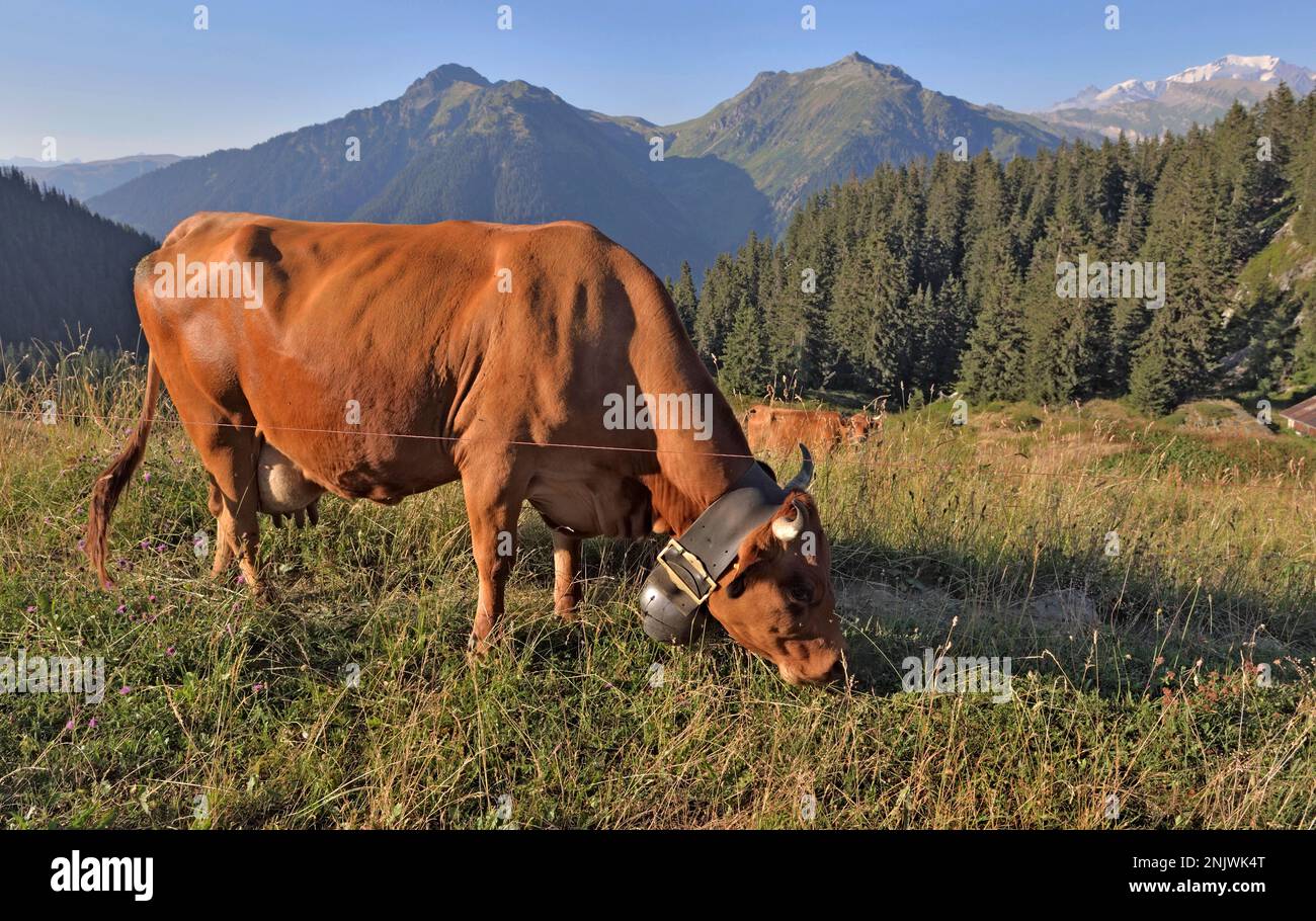 Braune Milchkuh mit Kragen und Glocke grast auf alpiner Weide mit Berghintergrund Stockfoto