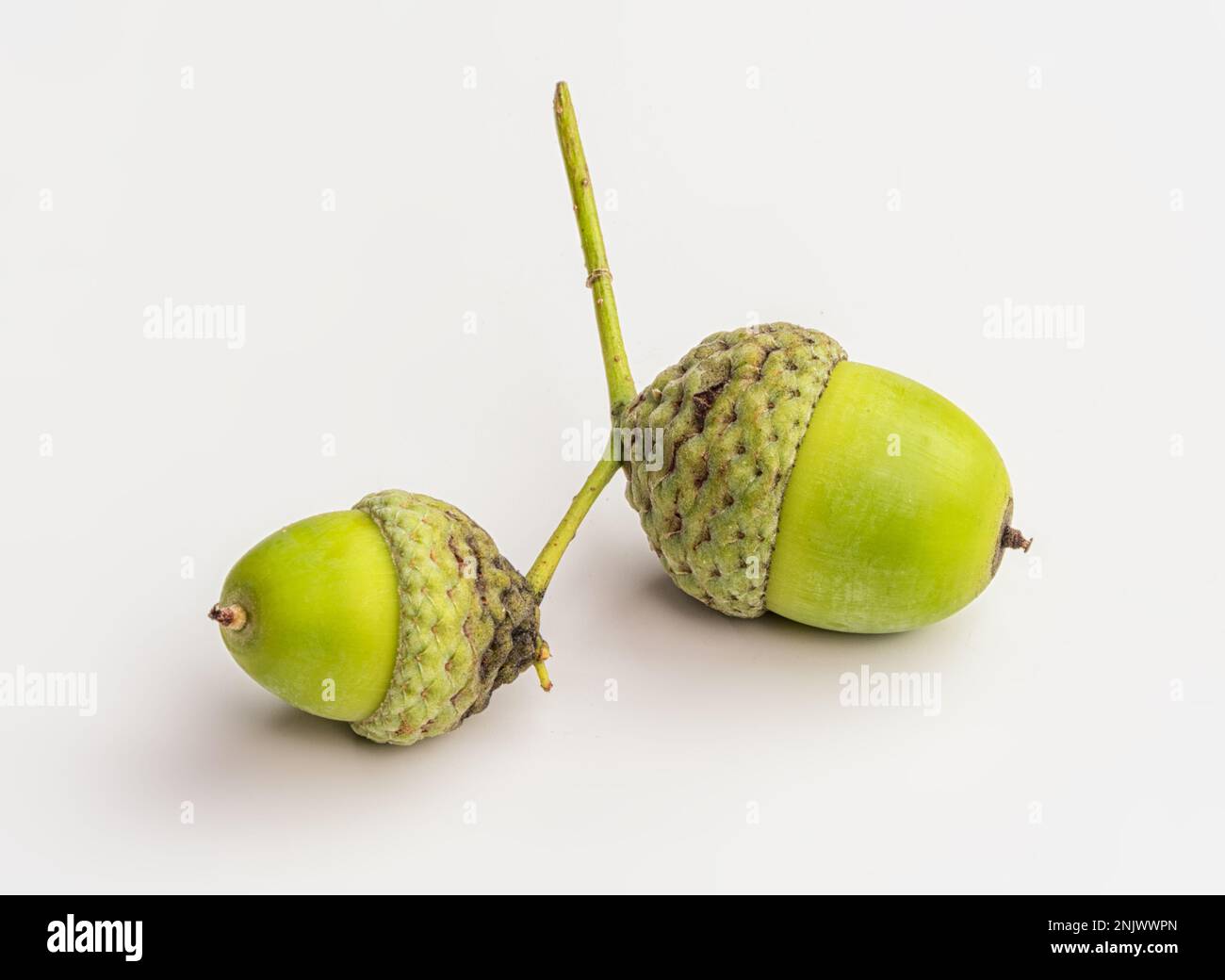 Rohe Amais Auf Weißem Hintergrund. Makro. Stockfoto