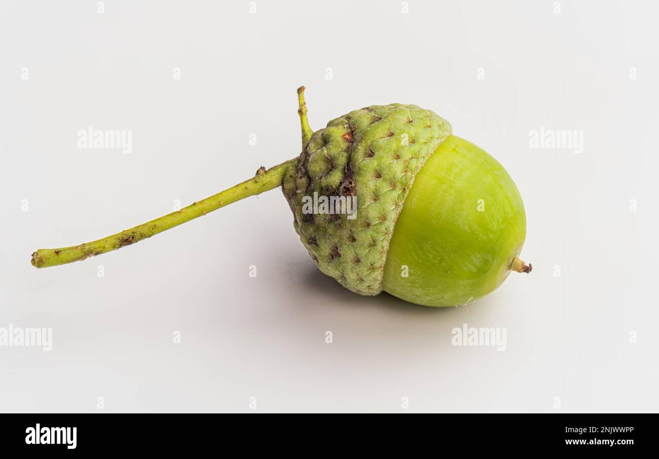 Rohe Amais Auf Weißem Hintergrund. Makro. Stockfoto