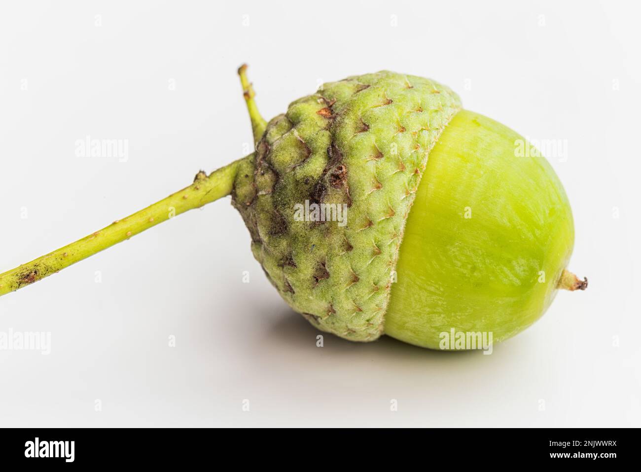 Rohe Amais Auf Weißem Hintergrund. Makro. Stockfoto