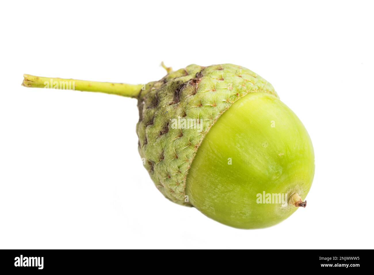 Rohe Amais Auf Weißem Hintergrund. Makro. Stockfoto