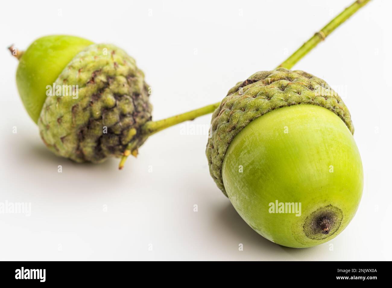 Rohe Amais Auf Weißem Hintergrund. Makro. Stockfoto