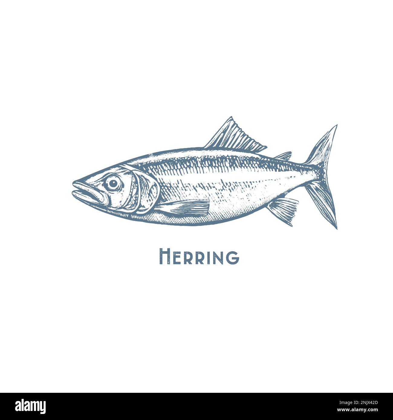 Fische zeichnen Symbole von Thunfisch, Barsch und Hecht oder Lachs und Marlin. Vektorsatz Stock Vektor