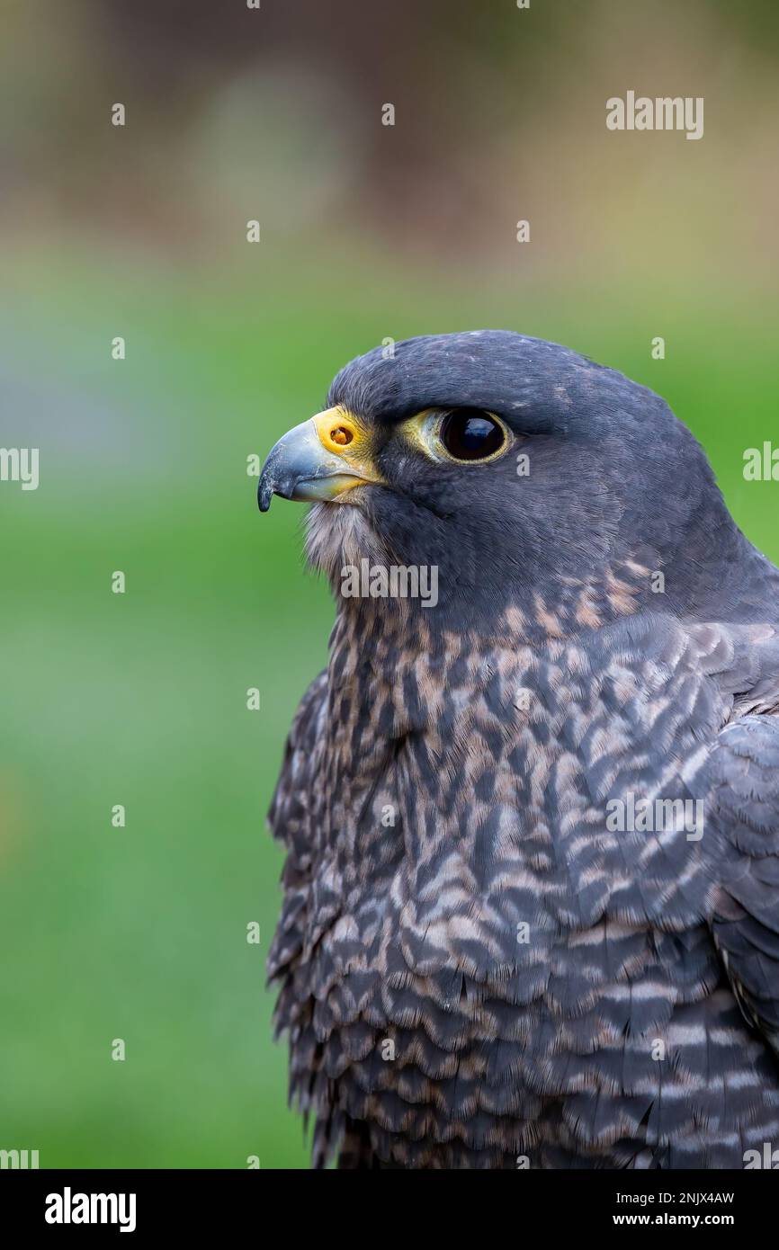 Nahaufnahme eines Falken mit Kopf, Auge und Schnabel, Seitenprofil Stockfoto
