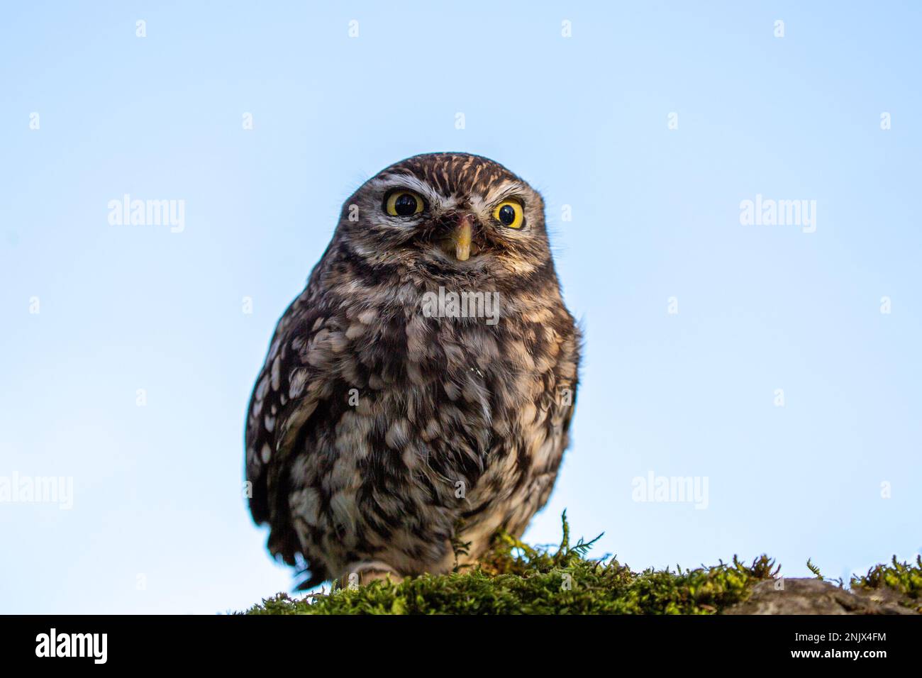 Kleine Eule (Athene noctua), auch bekannt als Eule der Athena oder Eule der Minerva Stockfoto