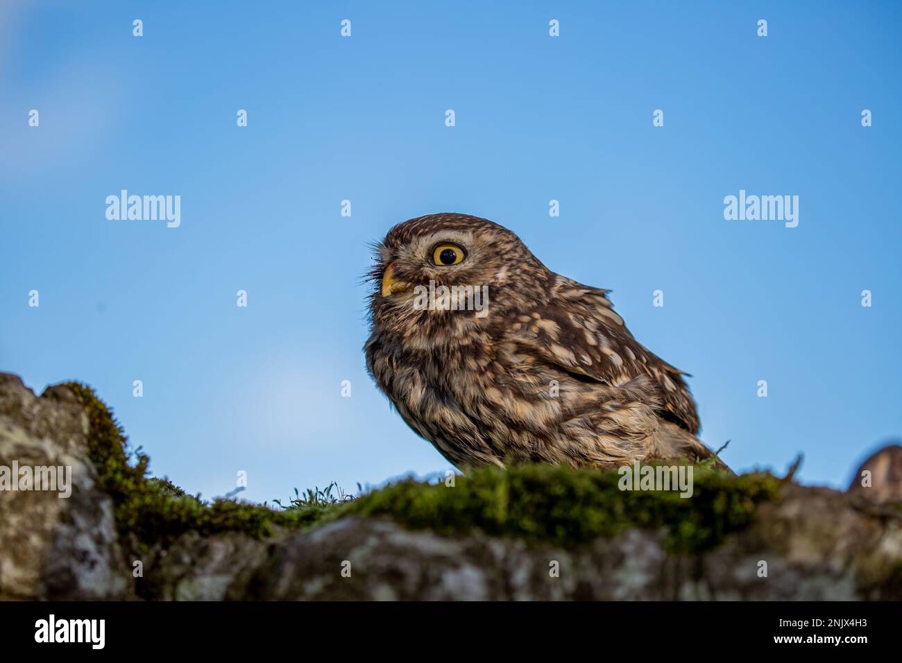 Kleine Eule (Athene noctua), auch bekannt als Eule der Athena oder Eule der Minerva Stockfoto