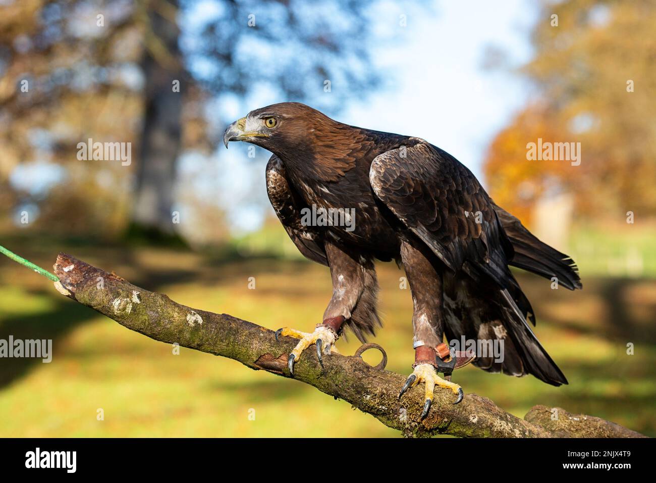 Vollkörperbild des Goldenen Adlers (Aquila chrysaetos) auf einem Ast Stockfoto