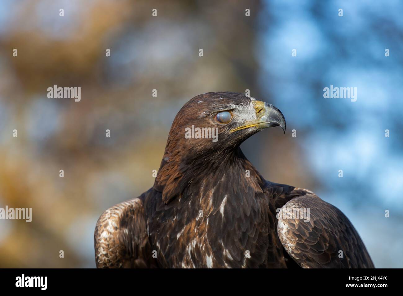 Goldener Adler (Aquila chrysaetos) mit geschlossenem drittem Augenlid Stockfoto