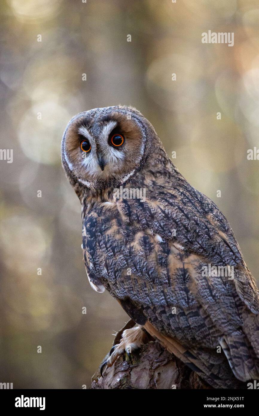 Langohrige Eule (ASIO otus), auch bekannt als Kleinhorneule oder Katzeneule Stockfoto