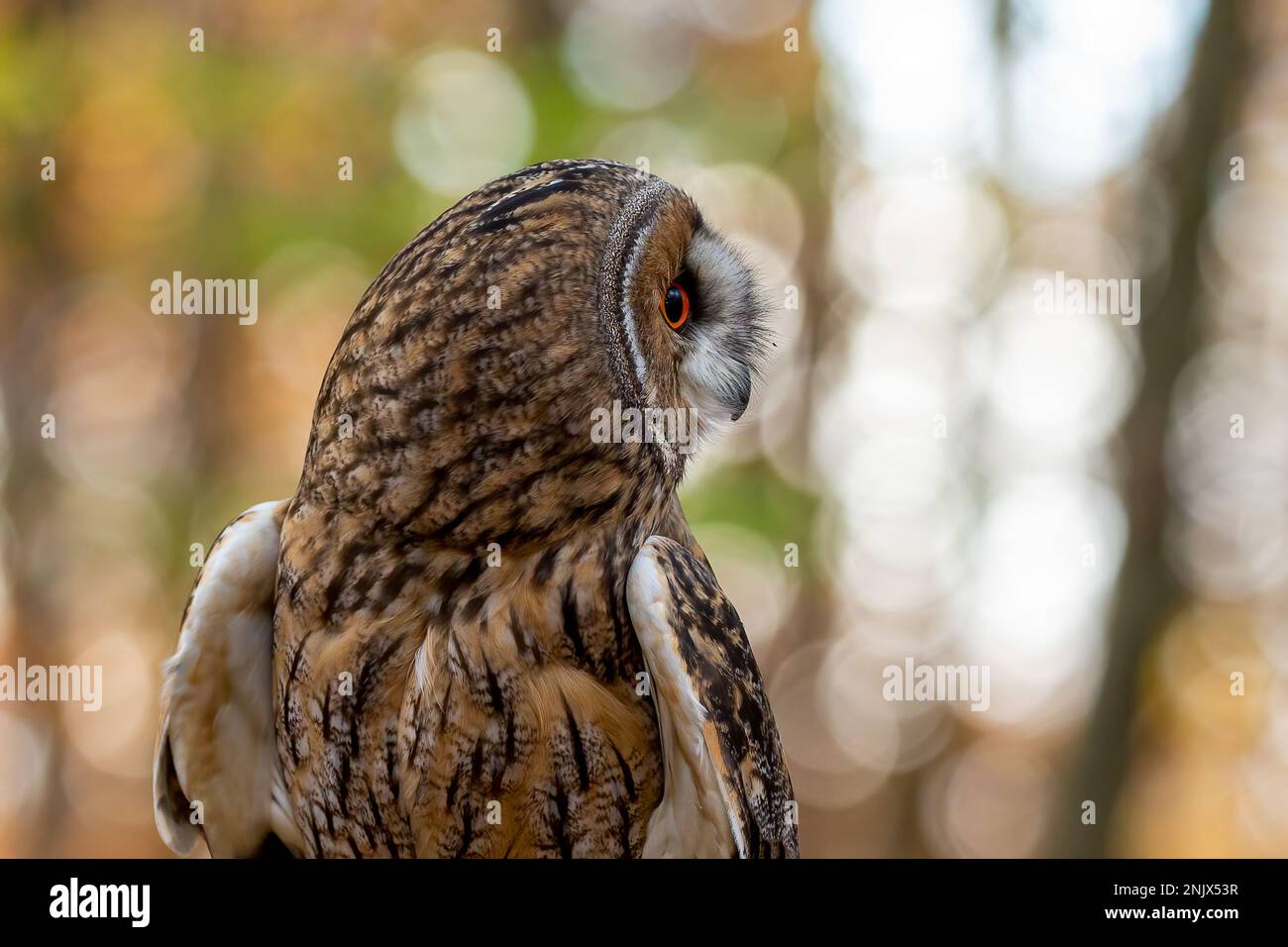 Langohrige Eule (ASIO otus), auch bekannt als Kleinhorneule oder Katzeneule Stockfoto