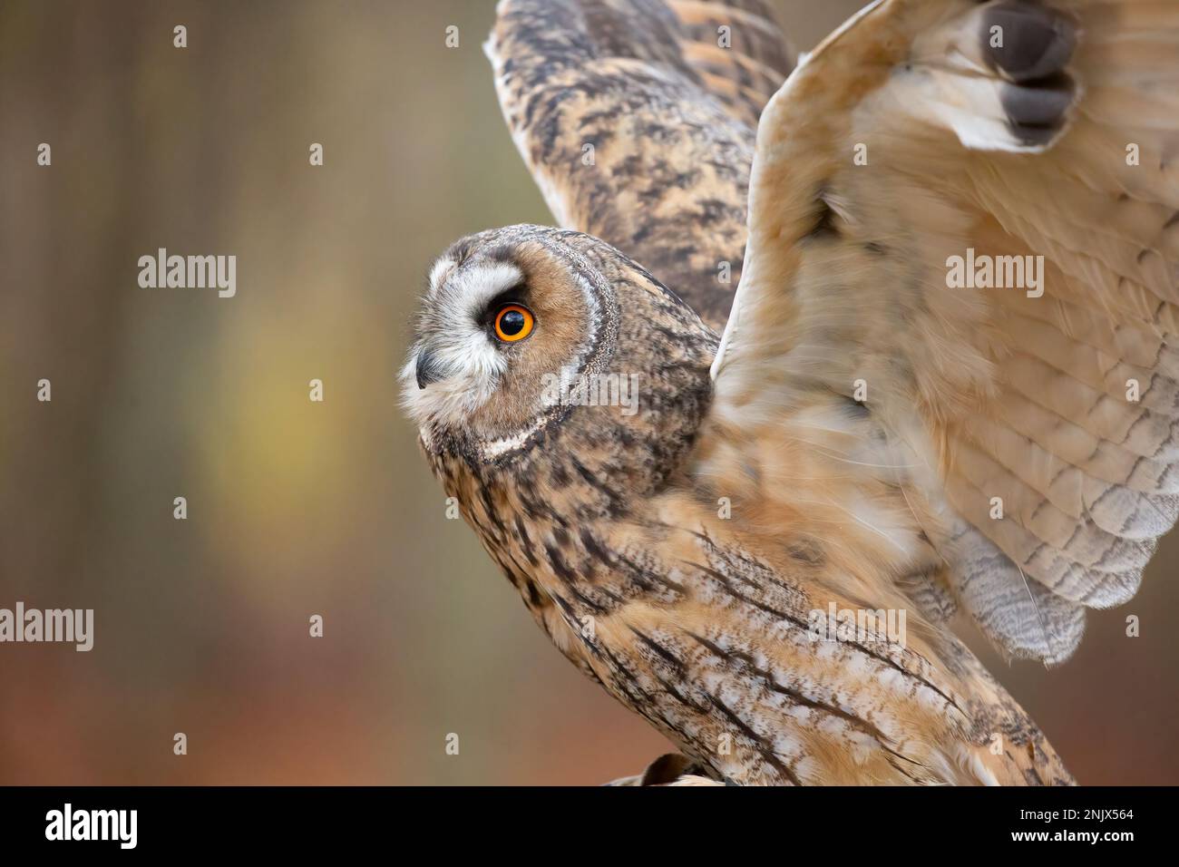 Langohrige Eule (ASIO otus), auch bekannt als Kleinhorneule oder Katzeneule Stockfoto