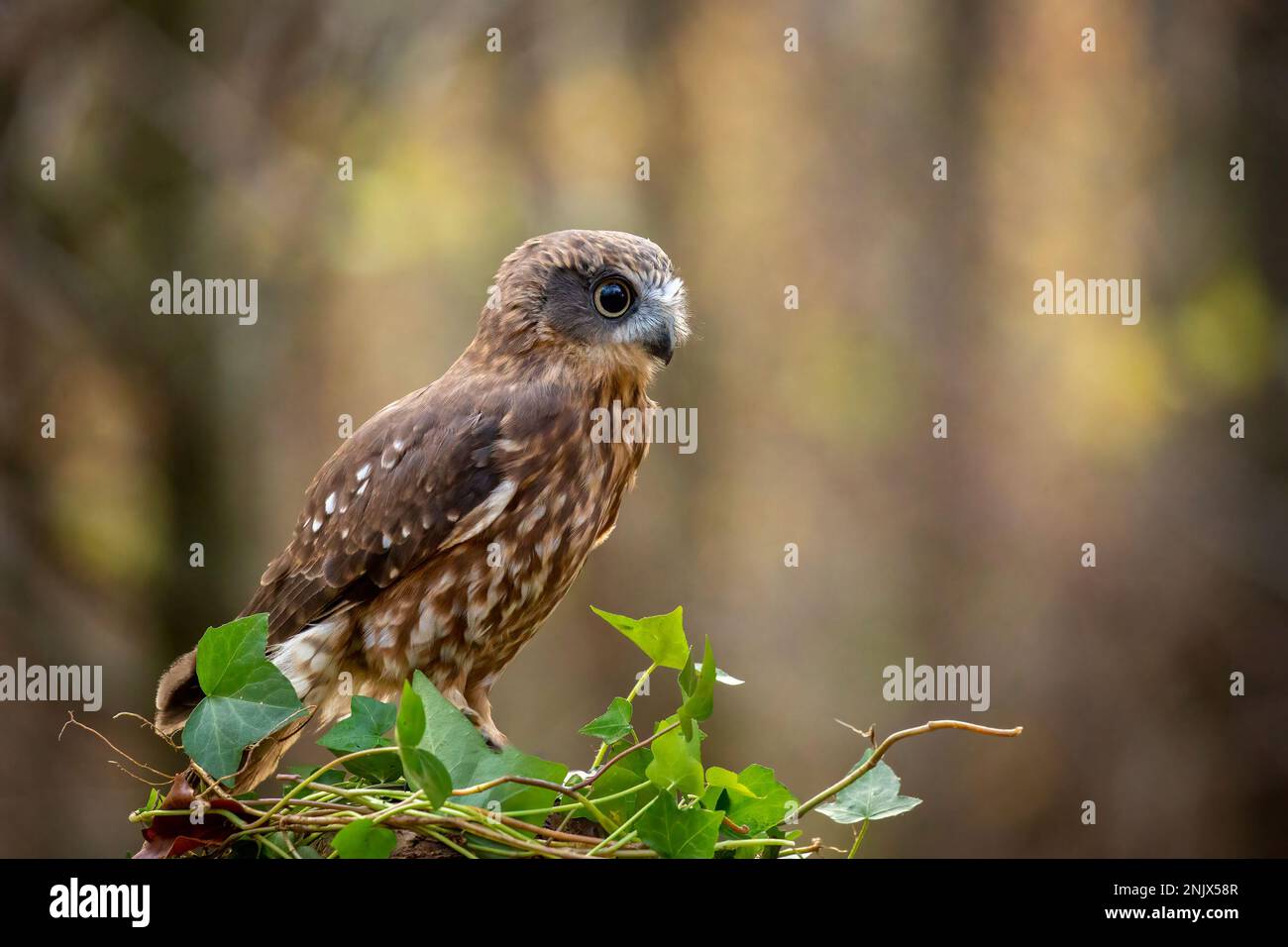 Südliche Buschkauz (Ninox-Buschkauz) Stockfoto