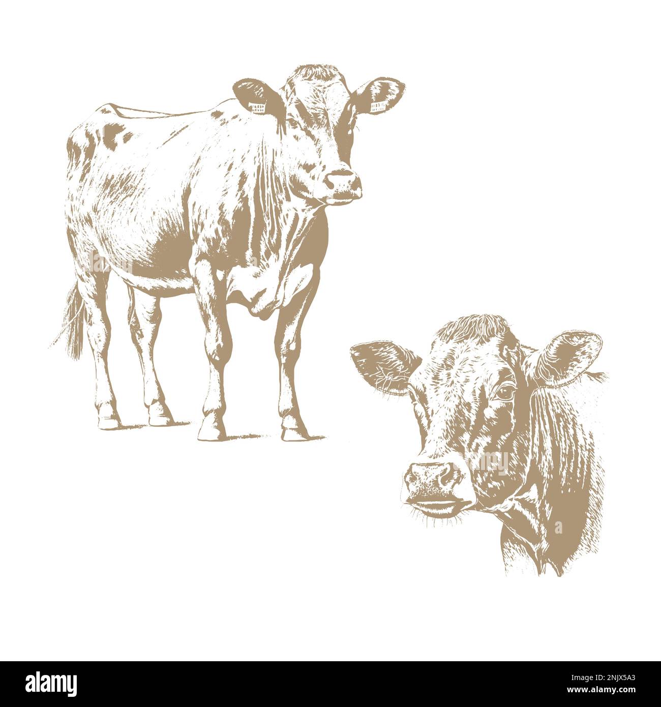 Kuh-Kopf, frisches Rindfleisch Bio-Fleisch. Hand gezeichnete Skizze in einem Grafikstil. Vintage Vektor Illustration für Poster, Gravur Web. Stock Vektor
