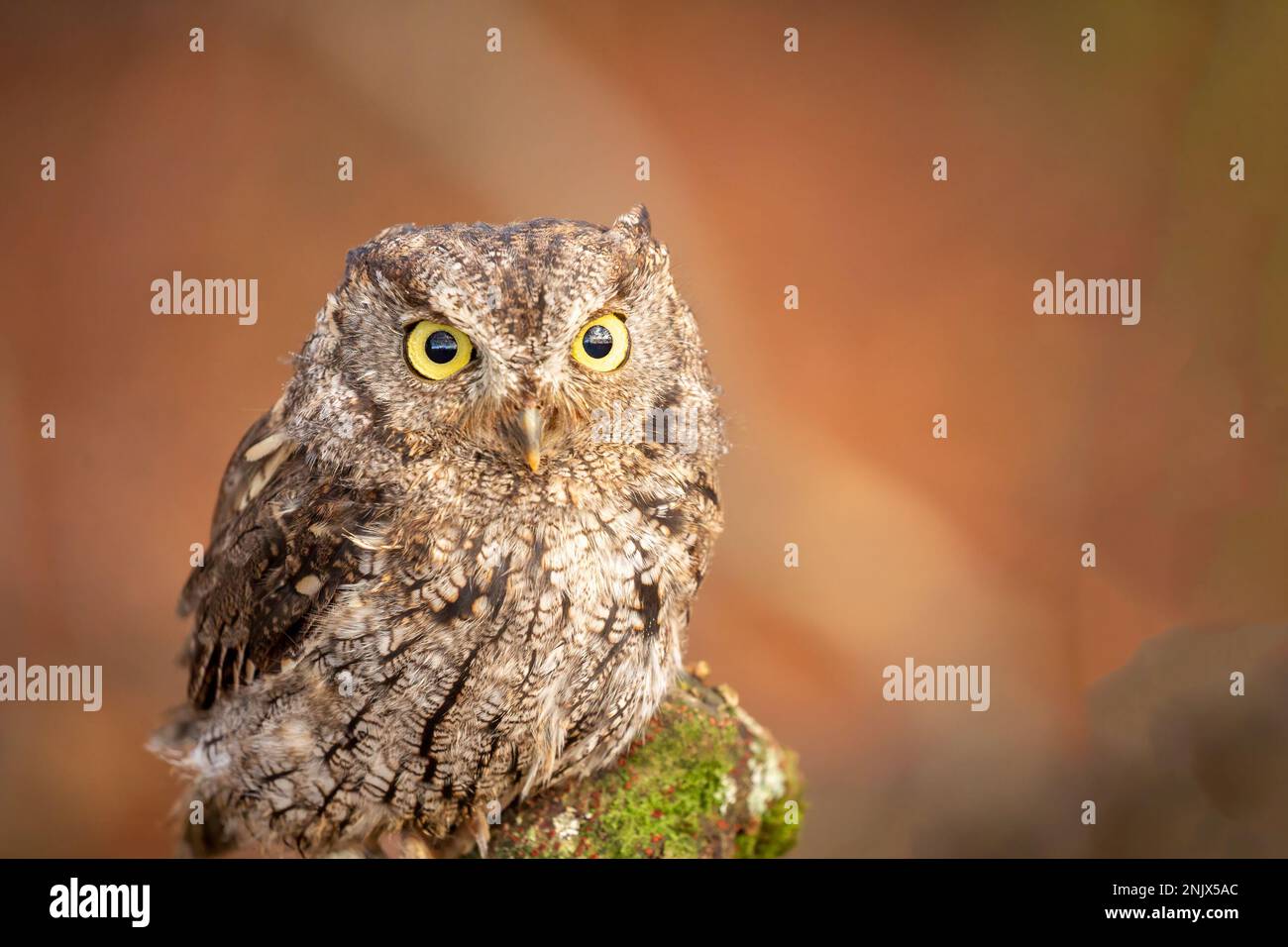 Kreischeule. Typische Eulen (Strigidae) der Gattung Megascops Stockfoto