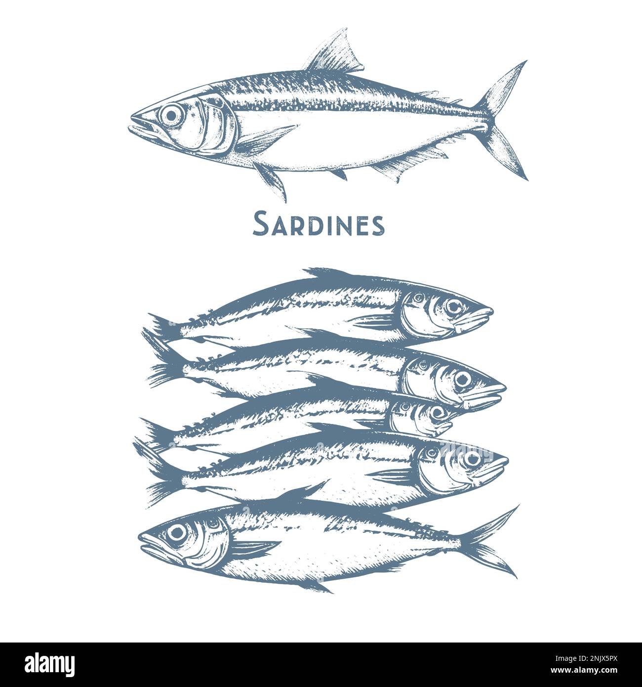 Fische zeichnen Symbole von Thunfisch, Barsch und Hecht oder Lachs und Marlin. Vektorsatz Stock Vektor