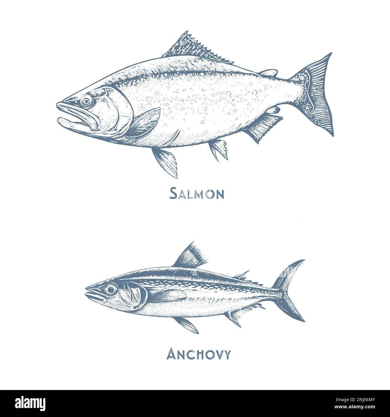 Fische zeichnen Symbole von Thunfisch, Barsch und Hecht oder Lachs und Marlin. Vektorsatz Stock Vektor