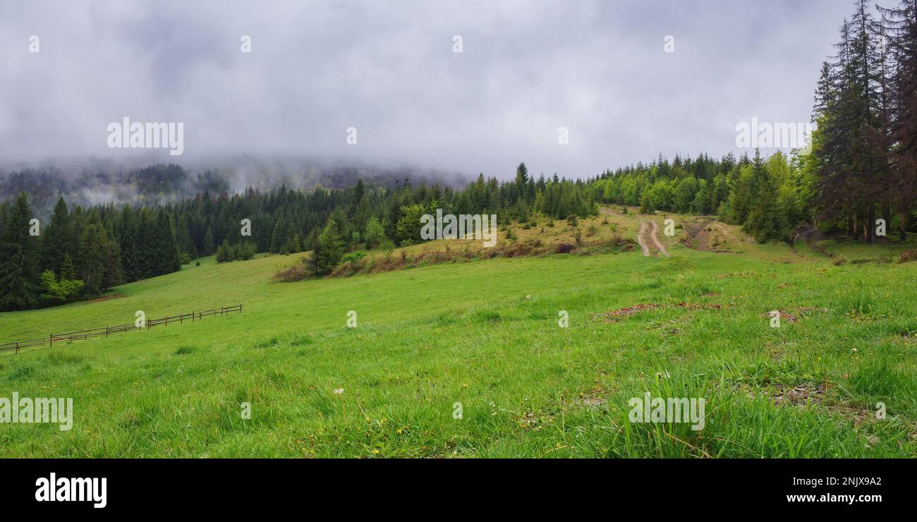 Berglandschaft mit grünem Wald. Fichten auf dem Grashügel. Nebiges Wetter mit bewölktem Himmel Stockfoto