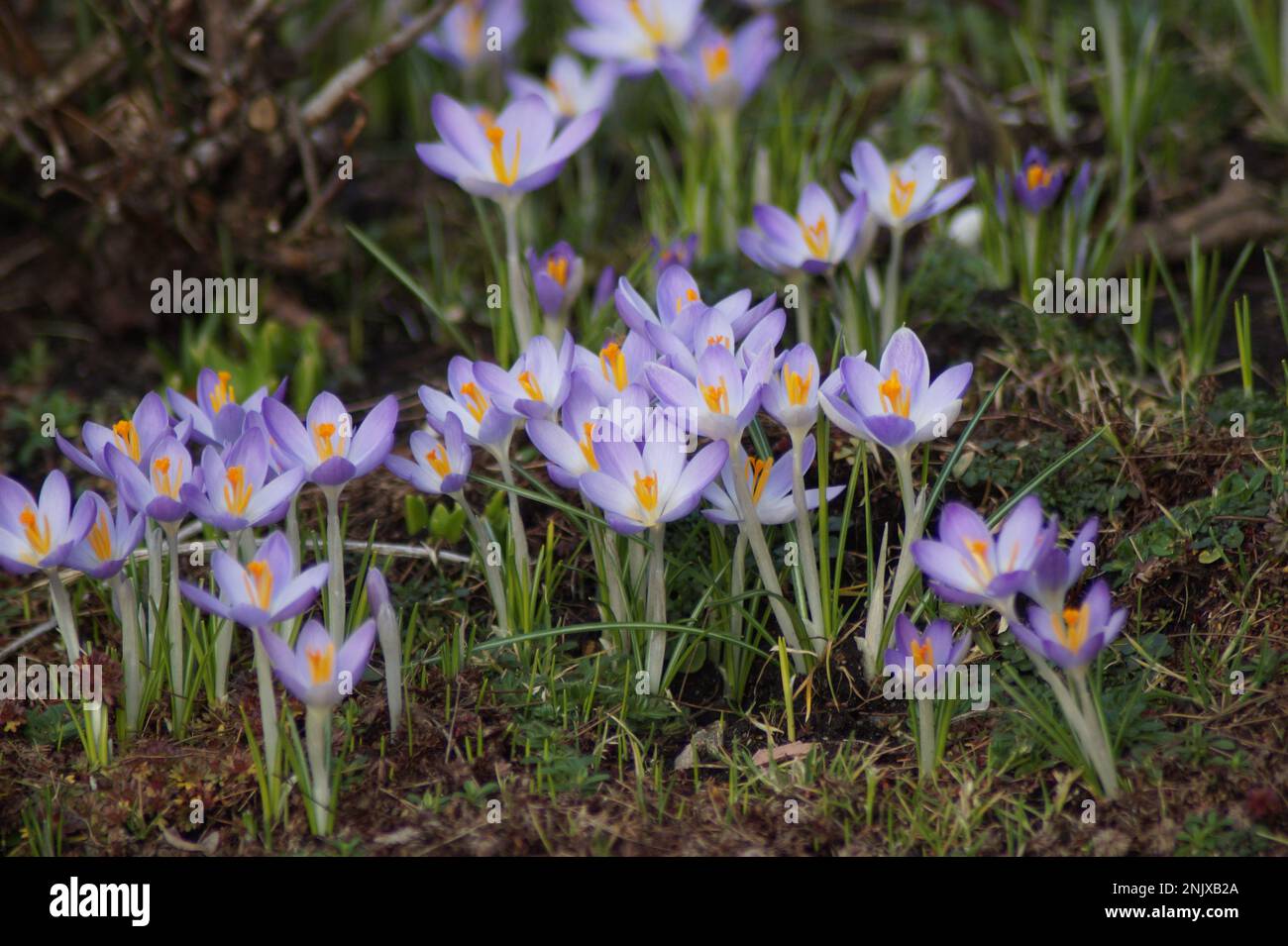 Lila Krokusse blühen im februar 2023 Stockfoto