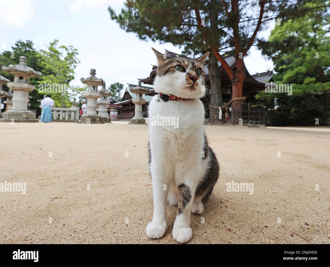 A male cat "Nyantaro" is seen at the precincts of Shirotori Shrine in Higashikagawa City, Kagawa Prefecture, western Japan and Shikoku island, on June 23, 2022. Nyantaro is an idol male cat who lives in a shrine. Nyantaro lives freely while taking a nap.( The Yomiuri Shimbun via AP Images ) Stockfoto