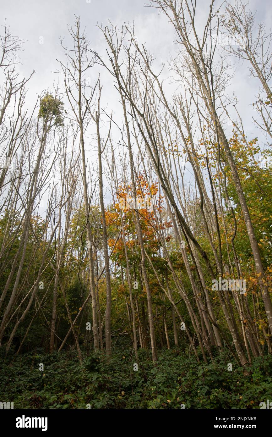 Esche: Fraxinus excelsior, an der Aschekrankheit erkrankt. Surrey, Großbritannien Stockfoto