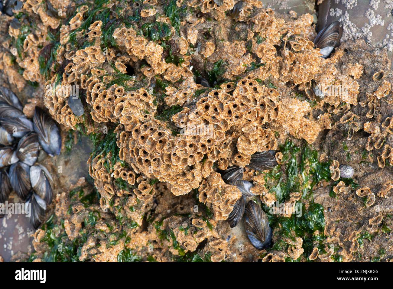Wabenwurm: Sabellaria alveolata. North Cornwall, Großbritannien. Ebbe. Stockfoto