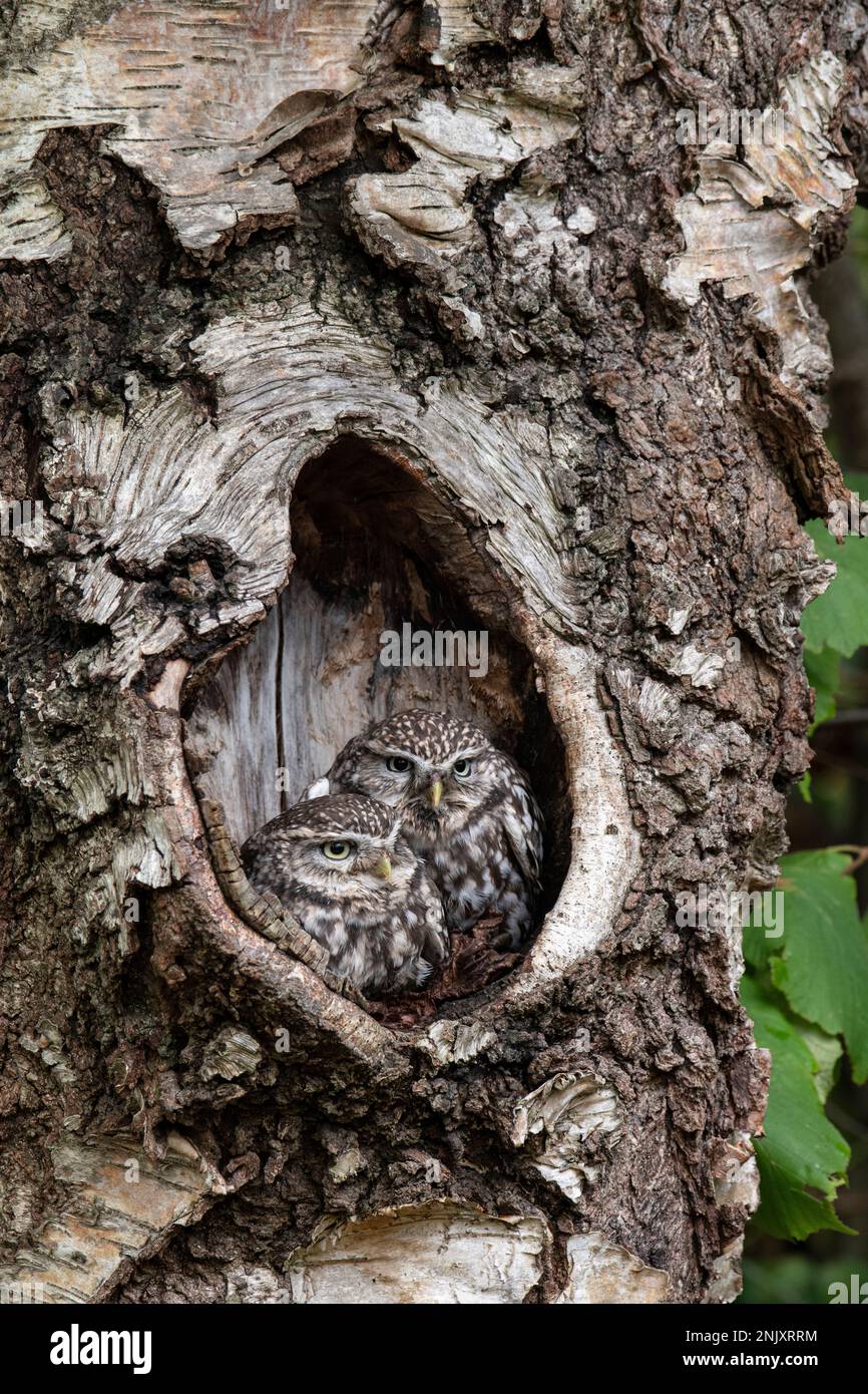 Kleine Eule: Athene noctua. Gefangener Vogel, kontrollierte Bedingungen. Hampshire, Großbritannien Stockfoto