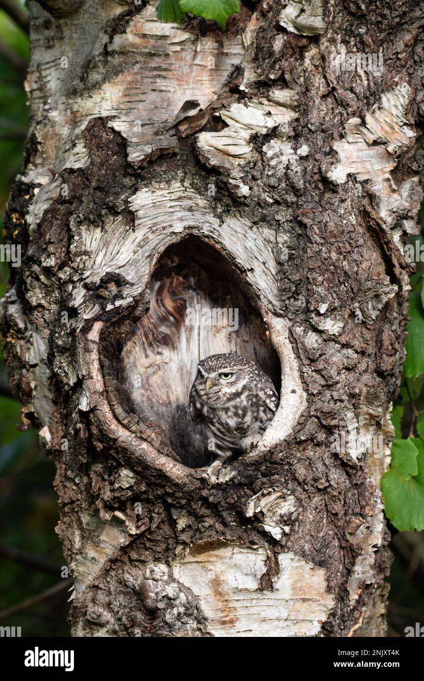 Kleine Eule: Athene noctua. Gefangener Vogel, kontrollierte Bedingungen. Hampshire, Großbritannien Stockfoto