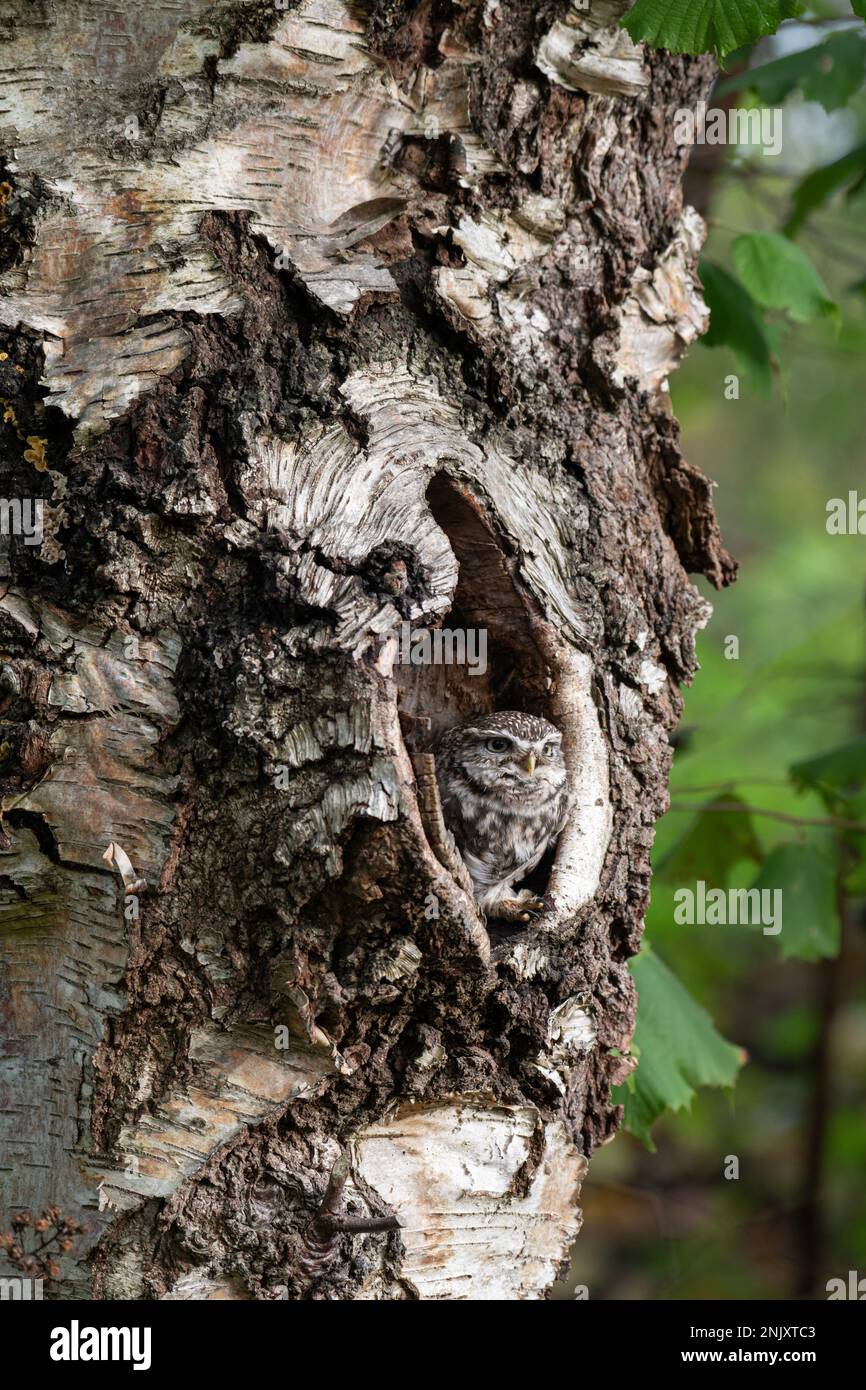 Kleine Eule: Athene noctua. Gefangener Vogel, kontrollierte Bedingungen. Hampshire, Großbritannien Stockfoto