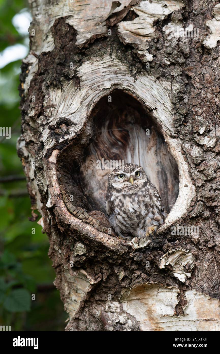 Kleine Eule: Athene noctua. Gefangener Vogel, kontrollierte Bedingungen. Hampshire, Großbritannien Stockfoto