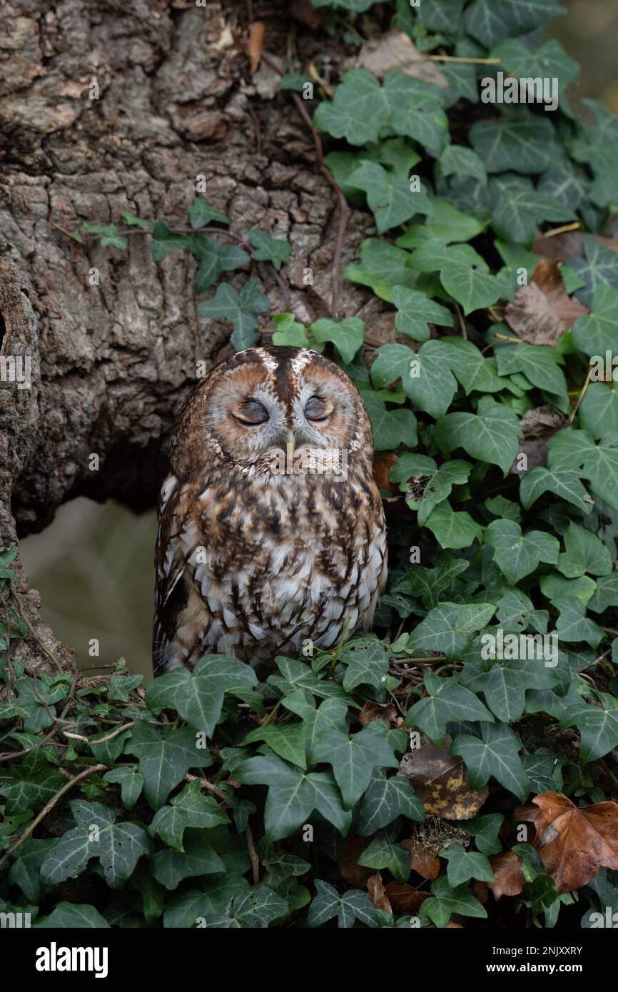 Tawny Owl: Strix aluco. Gefangener Vogel, kontrollierte Bedingungen. Hampshire, Großbritannien. Zeigt eine vernickende Membran über dem Auge. Stockfoto