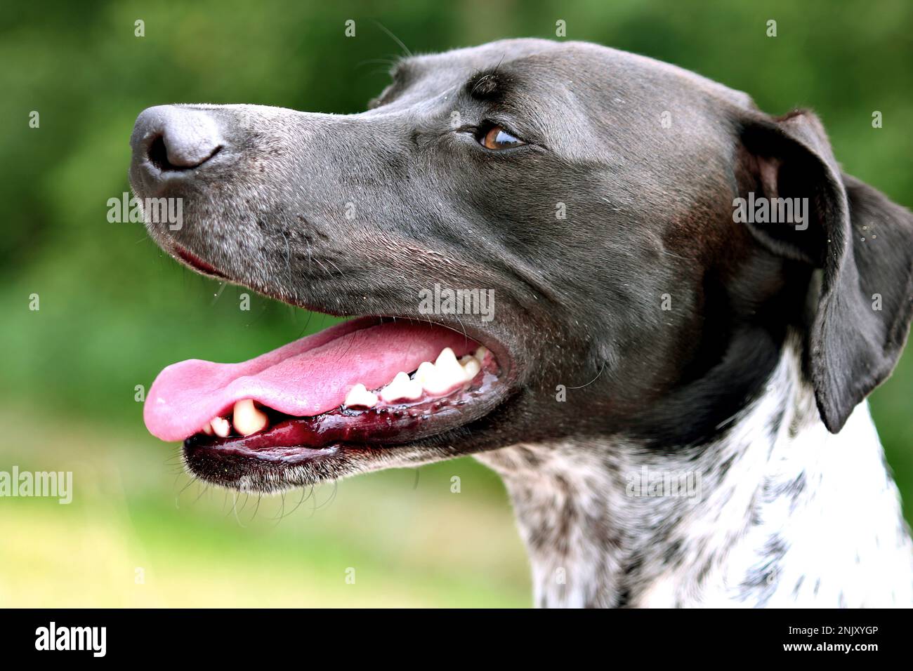 Englischer Zeiger (Canis lupus f. familiaris), Hecheln, Porträt Stockfoto