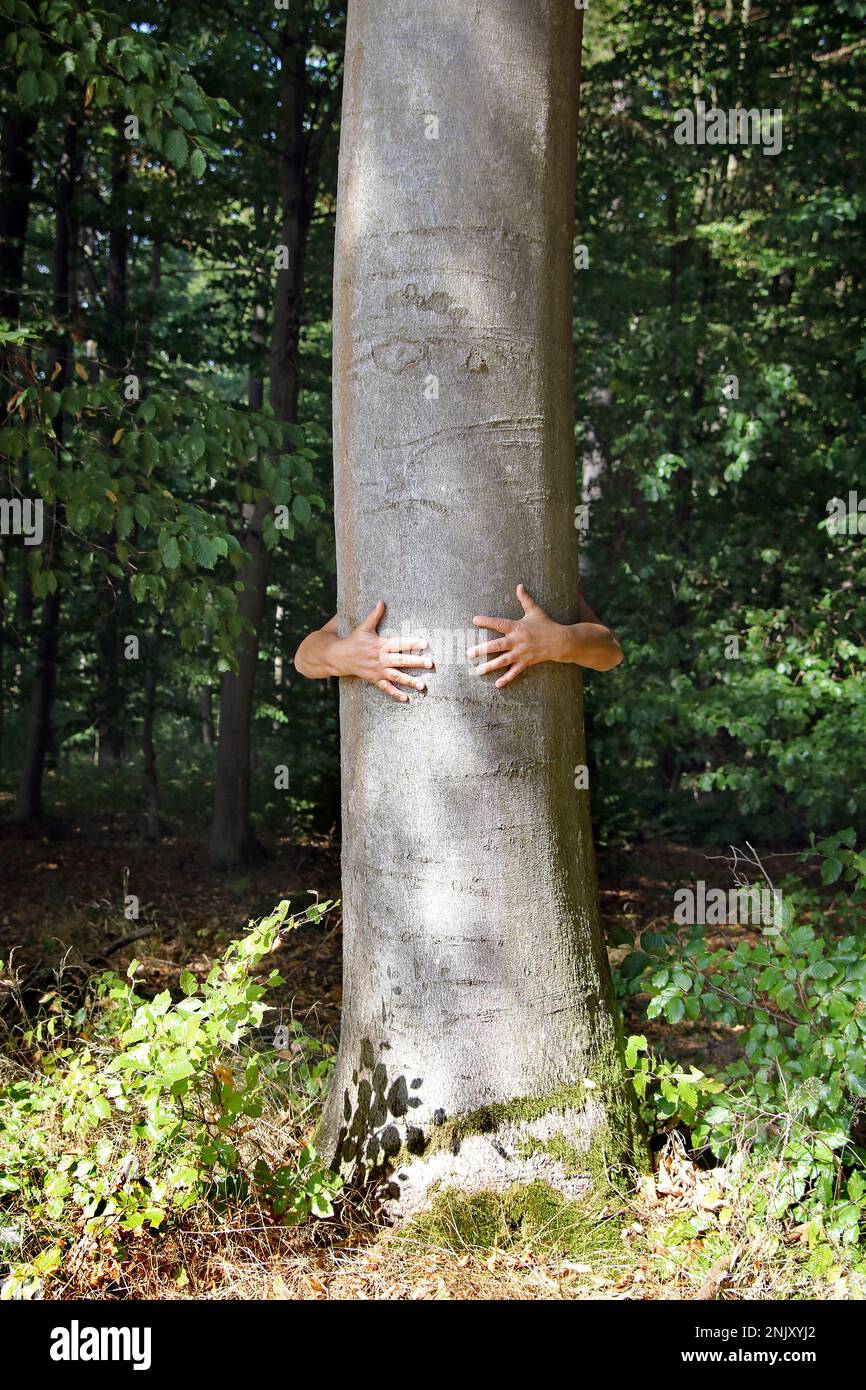 Waldbaden, ein Mann umarmt einen Baumstamm Stockfoto