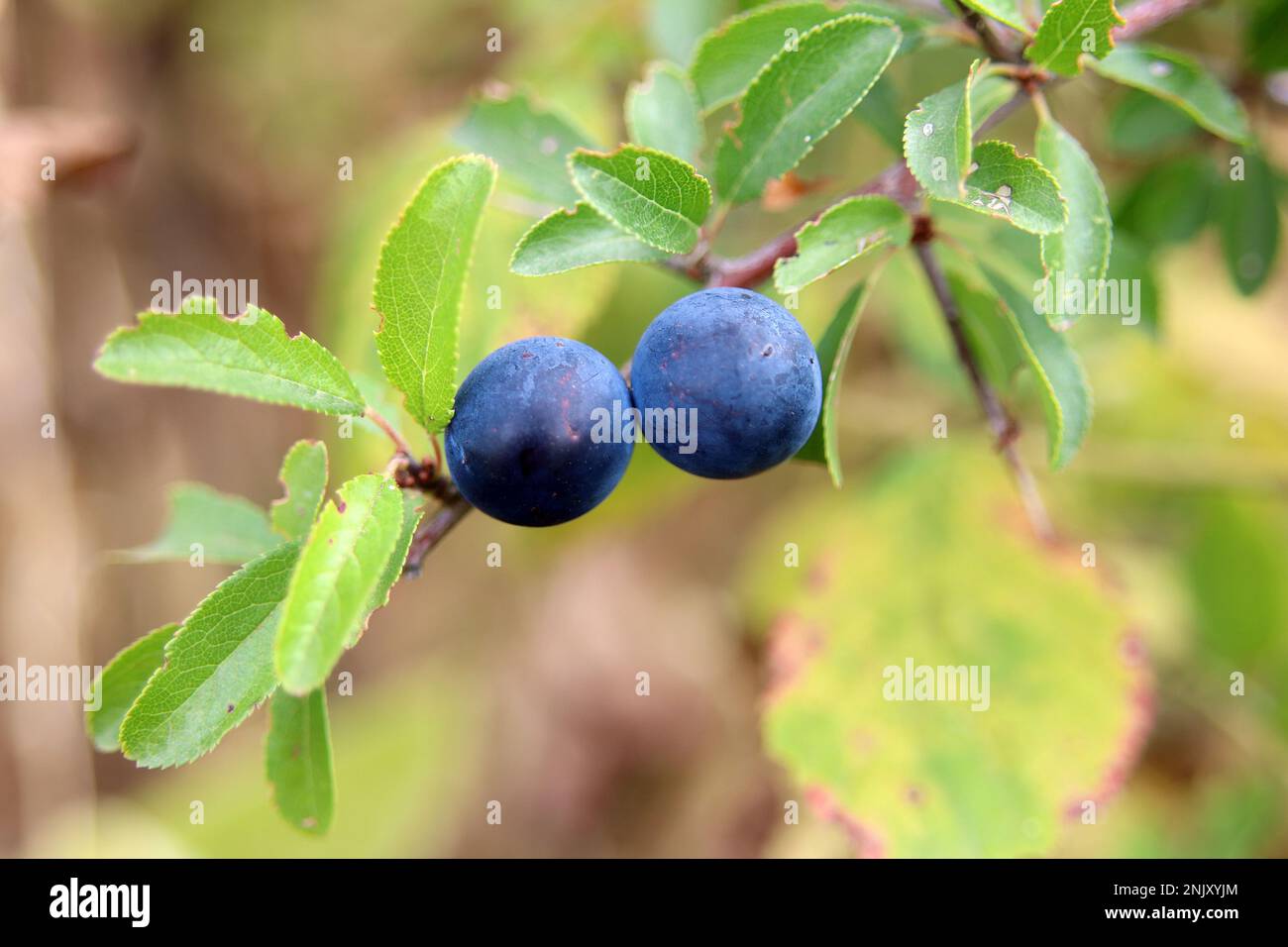 Schwarzdorn, Schlehe (Prunus spinosa), reife Früchte, Deutschland Stockfoto