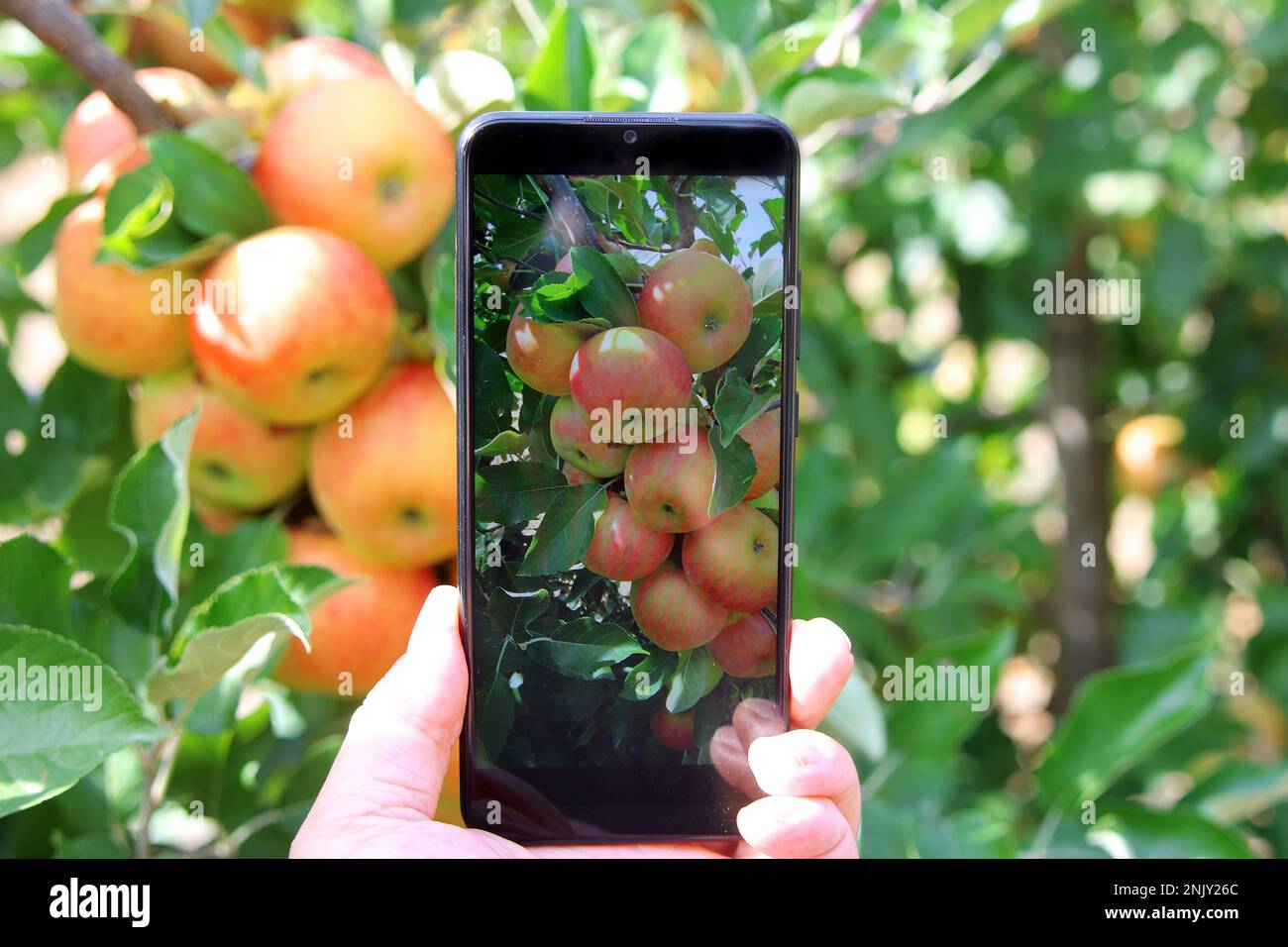 apfelbaum (Malus domestica), rote reife Äpfel auf einem Baum werden mit einem Mobilgerät, Deutschland, fotografiert Stockfoto