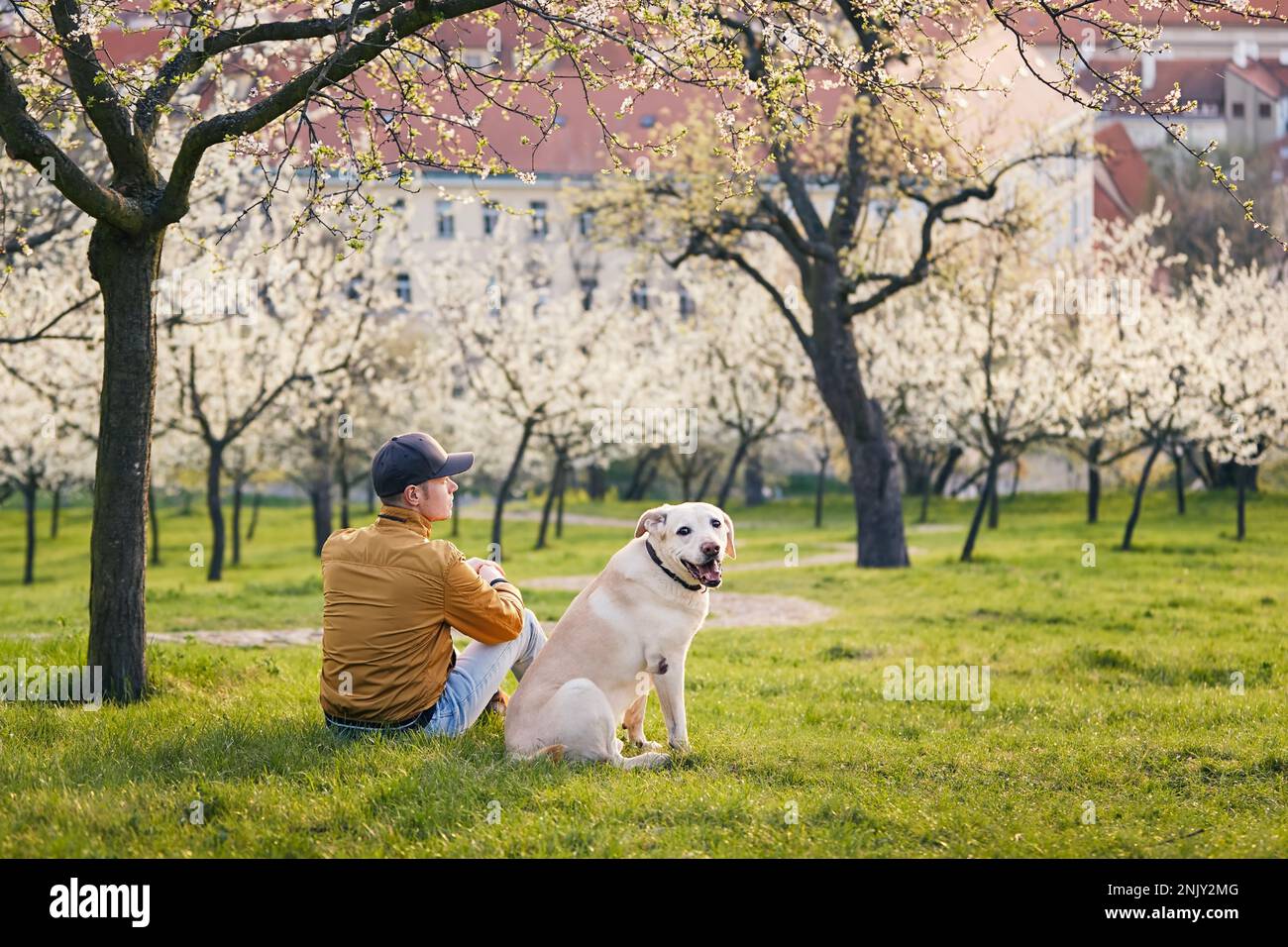 Mann mit Hund, der im Frühling im blühenden Stadtpark sitzt. Rückansicht des Tierbesitzers und seines fröhlichen labrador Retrivers, während er in die Kamera schaut. Prag, Stockfoto