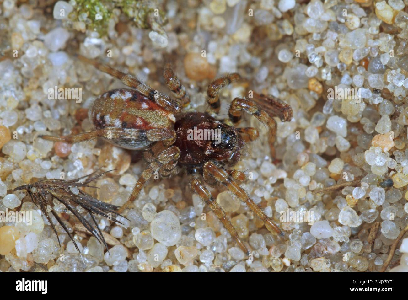 Sandbärspinne, Sandbärwolfspinne (Arctosa perita), im Sand Stockfoto