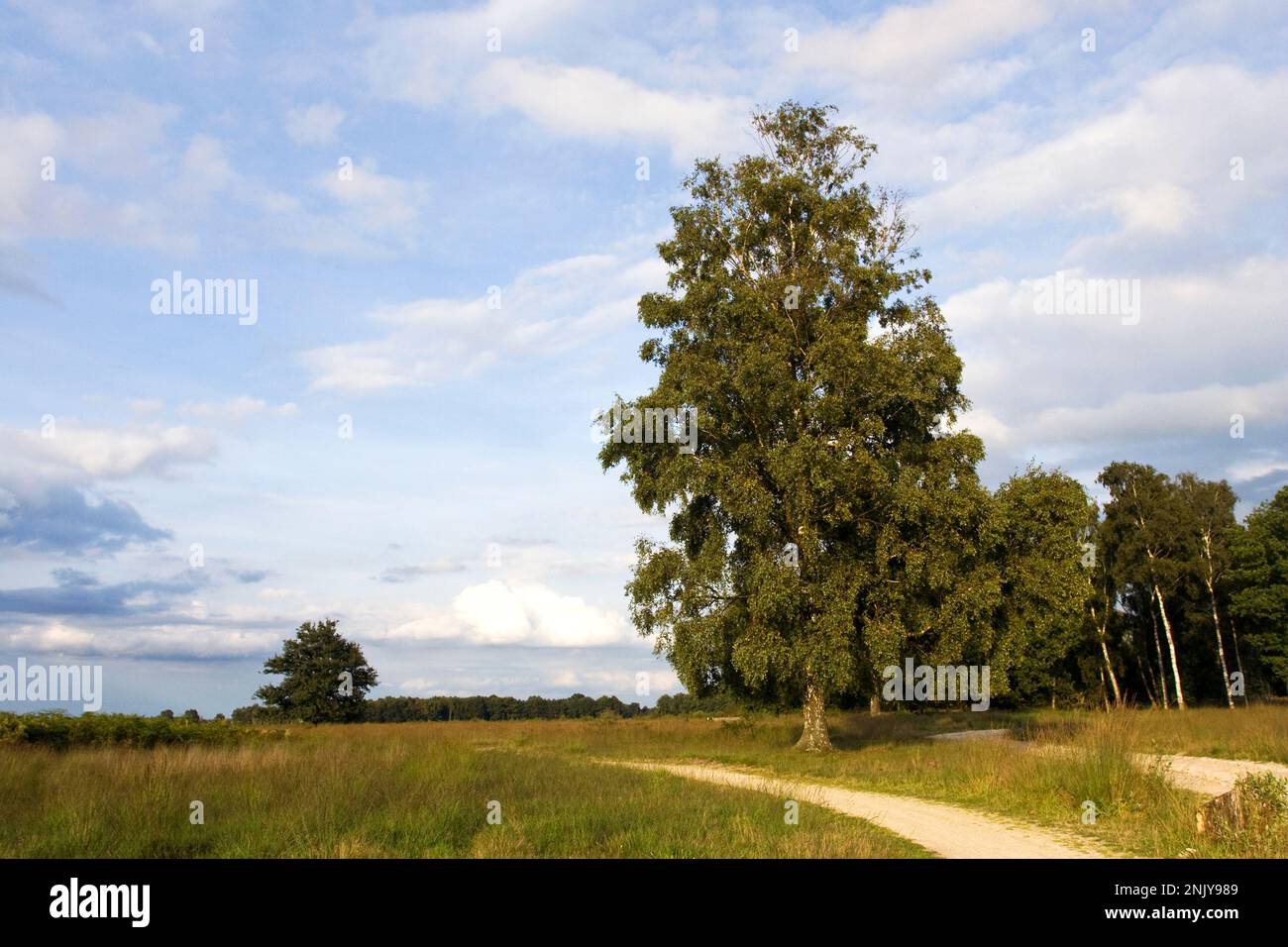 Offenes Naturschutzgebiet in Haaksbergerveen, Niederlande Stockfoto