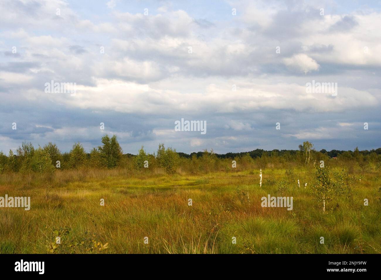 Offenes Naturschutzgebiet in Haaksbergerveen, Niederlande Stockfoto