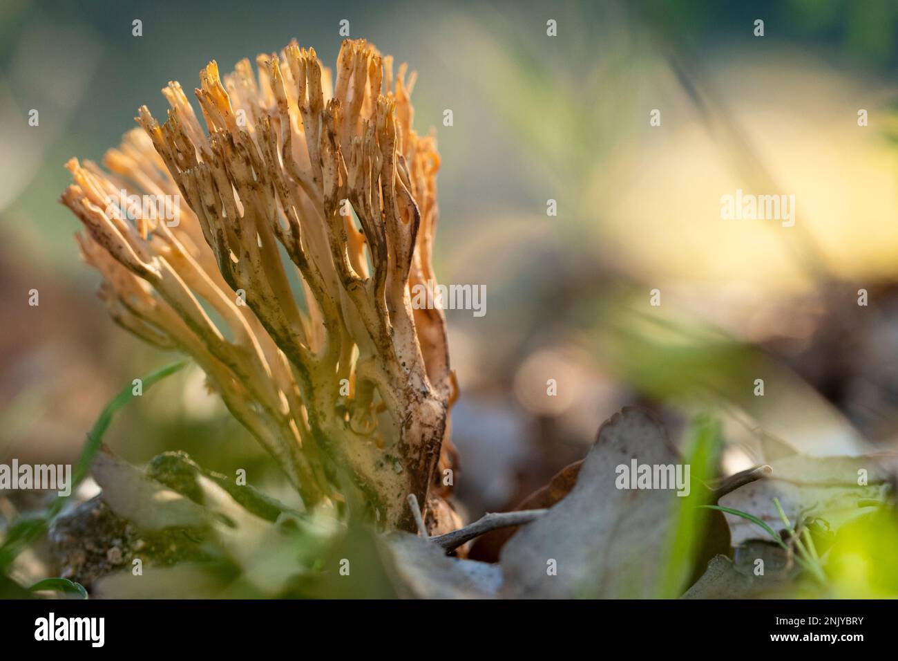 Leuchtende Ramaria aurea Pilze wachsen in wilder Natur mit trockenen Blättern an sonnigen Herbsttagen Stockfoto