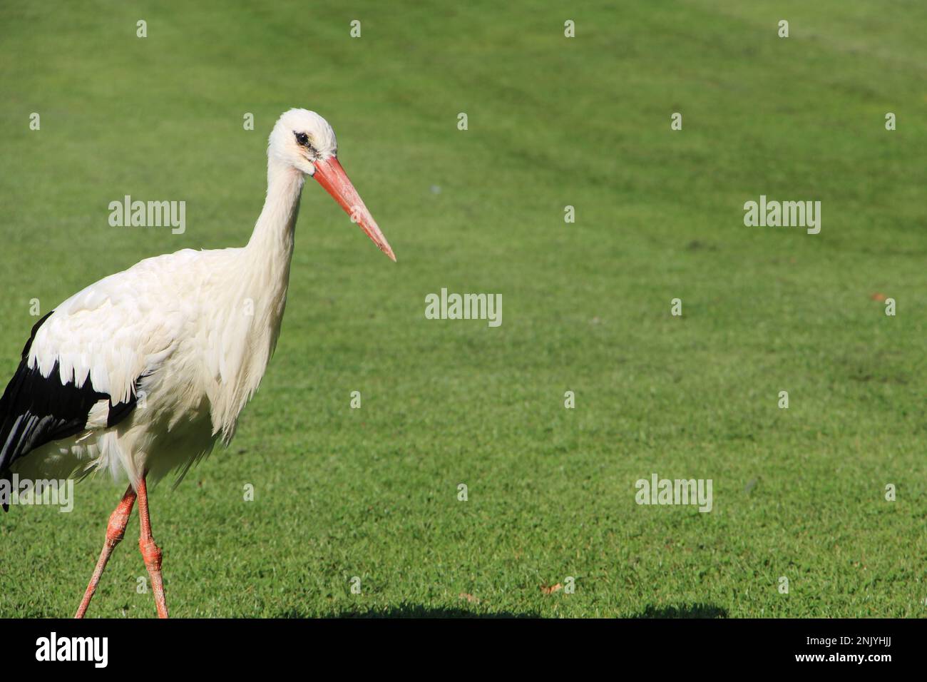 Storch auf grünem Gras. Stockfoto