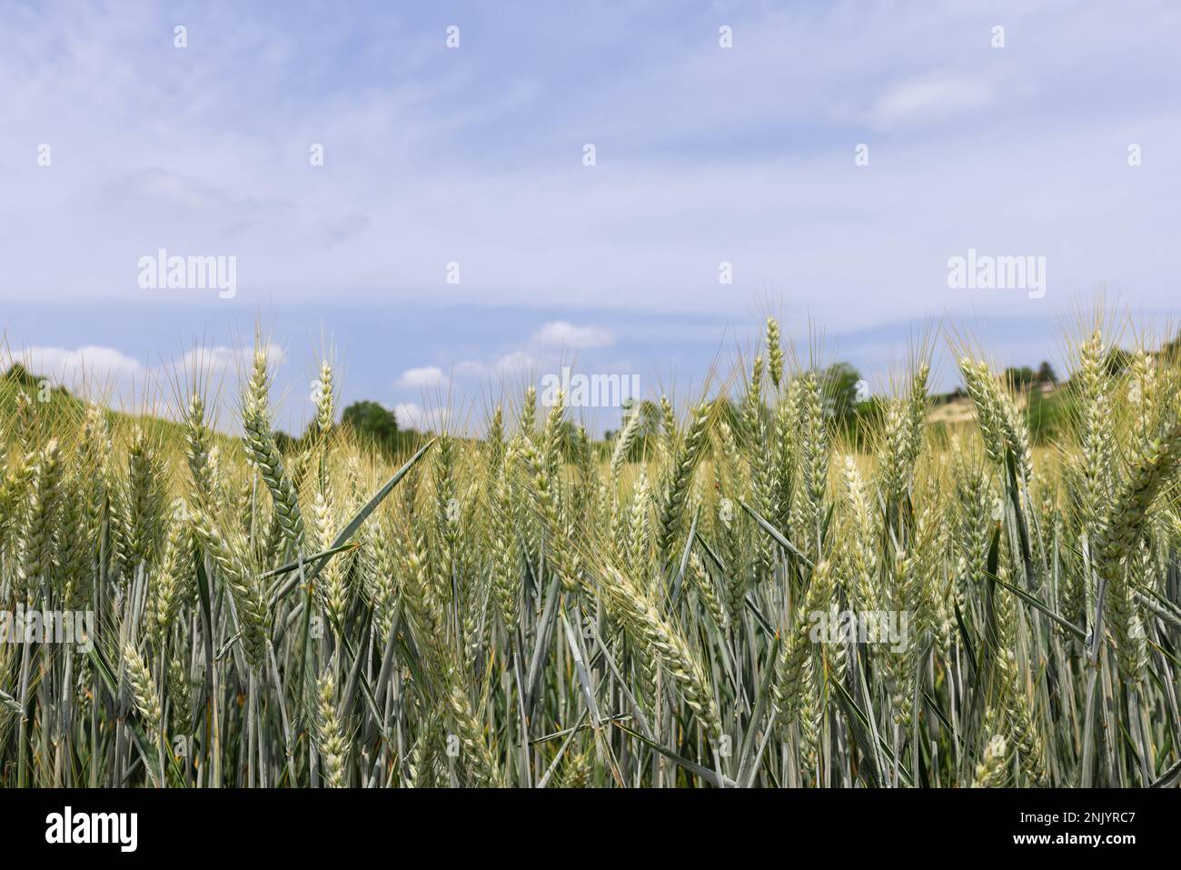 Feldlandschaft. Reifeohren des Weizenfeldes vor dem Hintergrund von blu Sky. Erntegutfeld (selektiver Fokus) Stockfoto