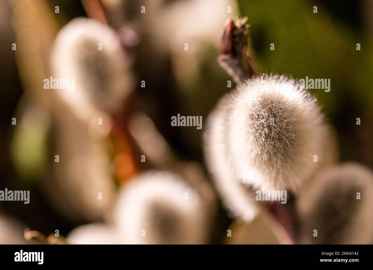 Weide schießt mit auf die Äste, flauschige Weidenblumen. Palmsonntag. Selektiver Fokus. Osterkonzept, natürliches Erwachen im Frühling. Stockfoto