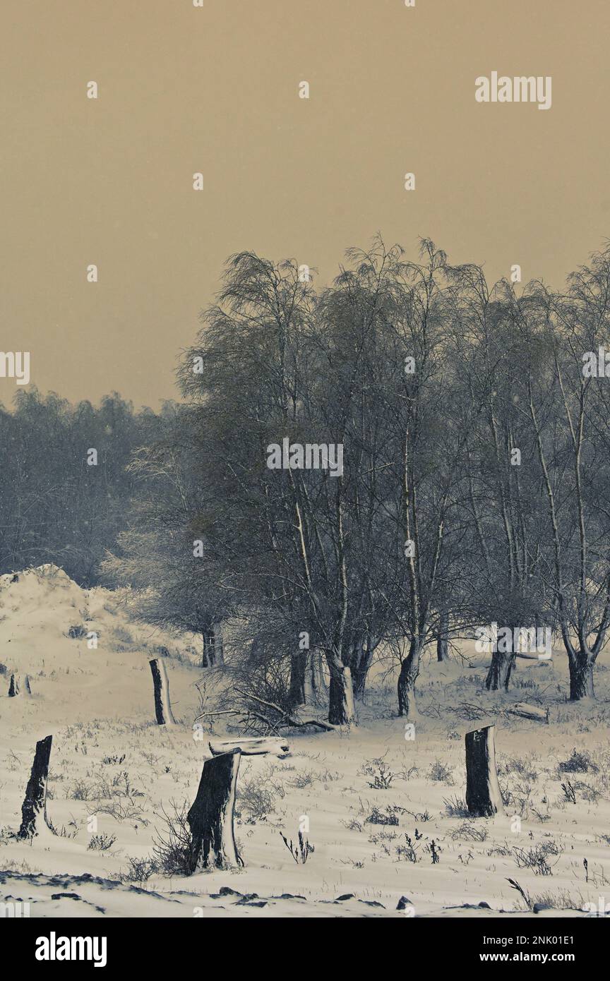 Bäume im Winter im Macin-Gebirge, Rumänien Stockfoto