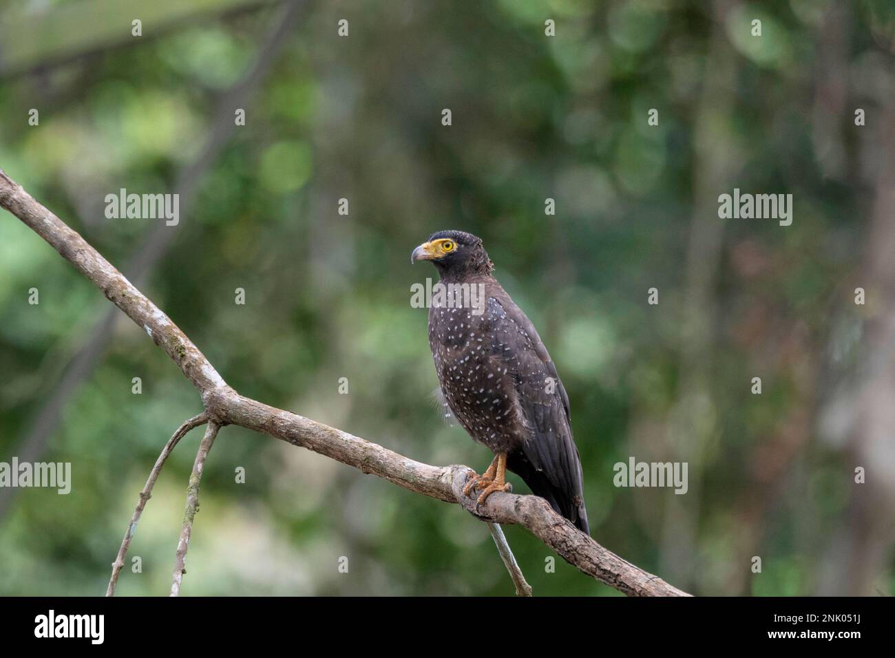 Andamaneninseln, Indien, Andamanenschlange Adler Stockfoto